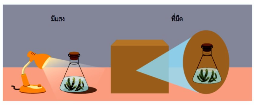 ภาพข้อมูล การทดลองเกี่ยวกับการสังเคราะห์ด้วยแสง ลำดับที่ 3 เกี่ยวกับ การเลือก
