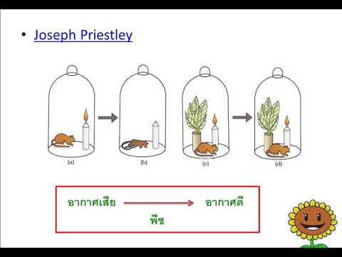 รูปภาพประกอบหัวข้อ การทดลองเกี่ยวกับการสังเคราะห์ด้วยแสง และ รายวิชา