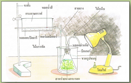 ภาพข้อมูล การทดลองเกี่ยวกับการสังเคราะห์ด้วยแสง ลำดับที่ 4 เกี่ยวกับ เรียนรู้